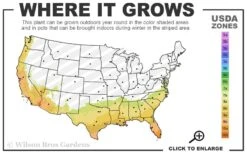 Mardi Gras Southern Indica Azalea - 1 Gallon Pot 2 Mardi Gras Southern Indica Azalea - 1 Gallon Pot -Garden Plant Shop 7b 10b 13