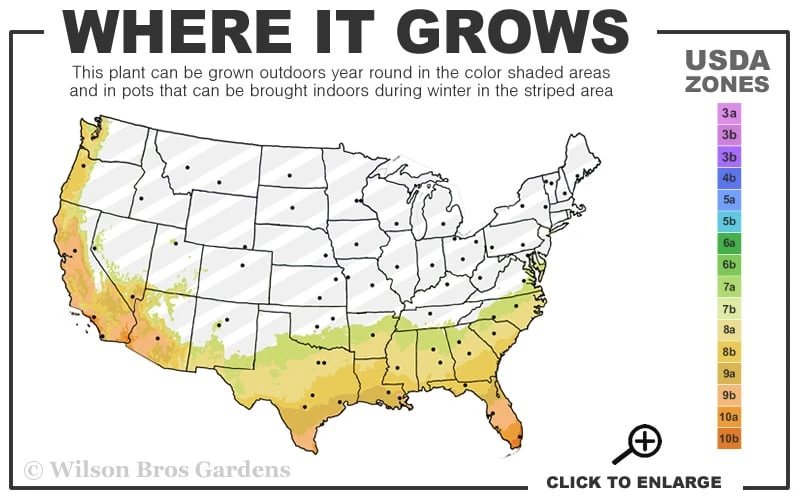 Asian Jasmine - Asiatic Jasmine - 6 Pack of Pint Pots Asian Jasmine - Asiatic Jasmine - 6 Pack Of Pint Pots -Garden Plant Shop 7b 10b 58