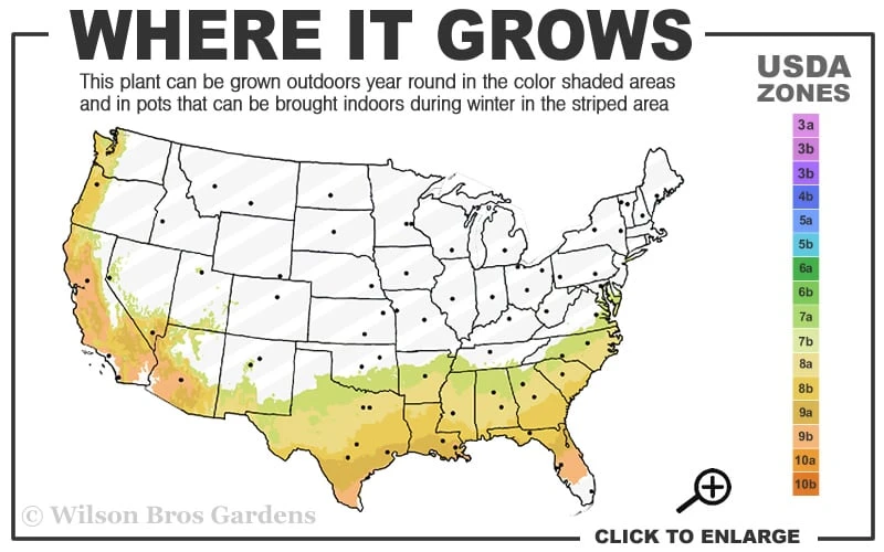 Alapaha Rabbiteye Blueberry - 7 Gallon Pot Alapaha Rabbiteye Blueberry - 7 Gallon Pot -Garden Plant Shop 7b 9b 6