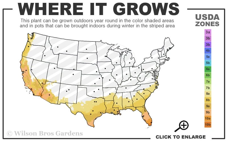 Variegated August Beauty Gardenia - 3 Gallon Pot Variegated August Beauty Gardenia - 3 Gallon Pot -Garden Plant Shop 8a 11 12