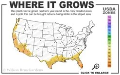 Summit Muscadine - 1 Gallon Pot -Garden Plant Shop 8b 11 3