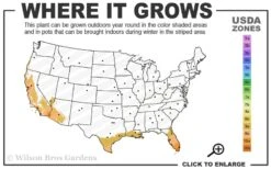 Yellow Butterfly African Iris - Dietes Bicolor - 1 Gallon Pot -Garden Plant Shop 9a 11 5