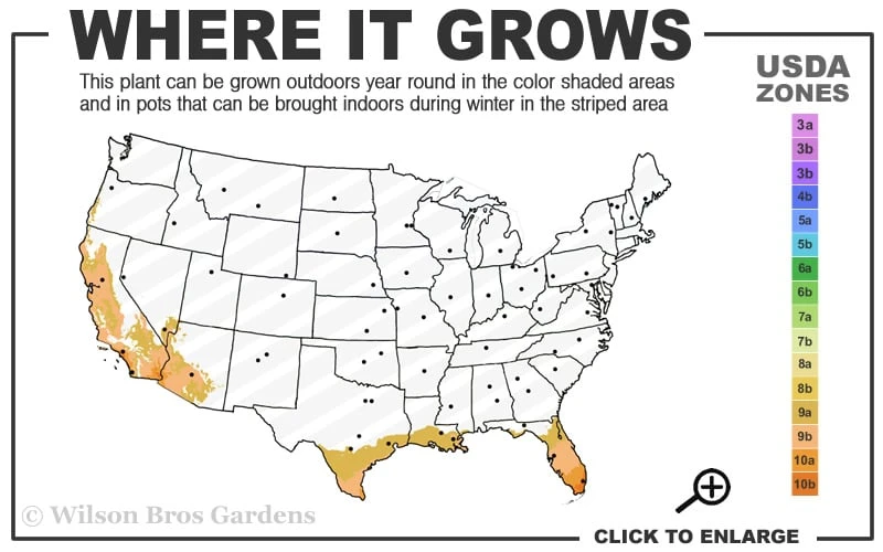 Meyer Lemon Tree (Citrus x meyeri) - 5 Gallon Pot Meyer Lemon Tree (Citrus X Meyeri) - 5 Gallon Pot -Garden Plant Shop 9a 11