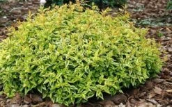 Kaleidoscope Dwarf Abelia - 3 Gallon Pot -Garden Plant Shop Abelia Kaleidoscope Mid Spring Color 51 1