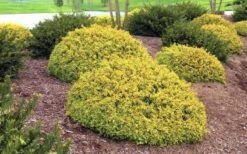 Kaleidoscope Dwarf Abelia - 3 Gallon Pot -Garden Plant Shop Abelia Kaleidoscope Summer Color 52 1