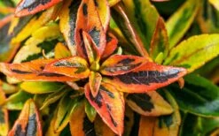 Kaleidoscope Dwarf Abelia - 3 Gallon Pot -Garden Plant Shop Abelia Kaleidoscope Winter Color 51 1