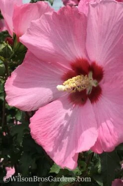Aphrodite Rose Of Sharon (Single Trunk Tree) - 5 Gallon Pot -Garden Plant Shop Althea Aphrodite Rose Of Sharon Hibiscus 2 500x750 2