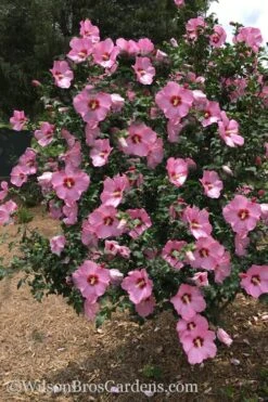 Aphrodite Rose Of Sharon (Althea / Hibiscus) - 6 Gallon Pot -Garden Plant Shop Althea Aphrodite Rose Of Sharon Hibiscus 3 500x750 2