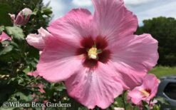 Aphrodite Rose Of Sharon (Single Trunk Tree) - 5 Gallon Pot -Garden Plant Shop Althea Aphrodite Rose of Sharon Hibiscus 50 1