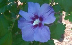 Blue Satin Rose Of Sharon - Hibiscus - Althea - 2 Gallon Pot 3 Blue Satin Rose Of Sharon - Hibiscus - Althea - 2 Gallon Pot -Garden Plant Shop Althea Blue Satin Hibiscus Rose Of Sharon 50 1