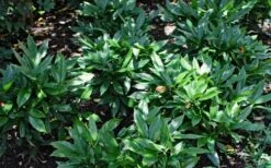 Dwarf Green Aucuba - Japanese Laurel - 1 Gallon Pot -Garden Plant Shop Aucuba Dwarf Green