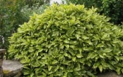 Gold Dust Aucuba - Japanese Laurel - 3 Gallon Pot -Garden Plant Shop Aucuba Gold Dust 14 1
