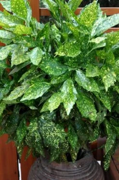 Gold Dust Aucuba (Japanese Laurel) - 1 Gallon Pot 4 Gold Dust Aucuba (Japanese Laurel) - 1 Gallon Pot -Garden Plant Shop Aucuba Gold Dust 17