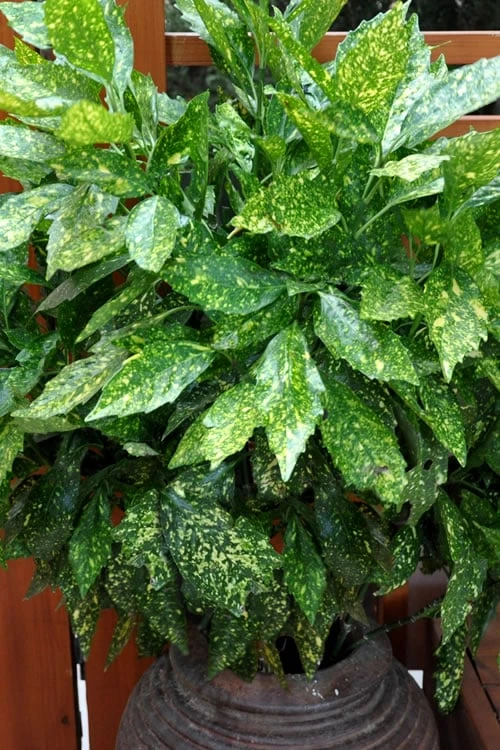 Gold Dust Aucuba (Japanese Laurel) - 1 Gallon Pot Gold Dust Aucuba (Japanese Laurel) - 1 Gallon Pot -Garden Plant Shop Aucuba Gold Dust 17
