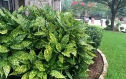 Gold Dust Aucuba - Japanese Laurel - 3 Gallon Pot -Garden Plant Shop Aucuba Gold Dust 18 1