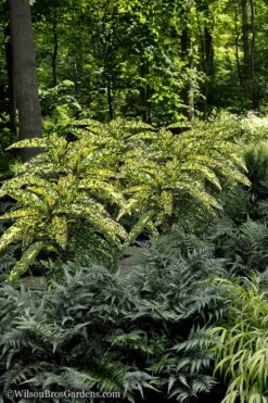 Hosoba Hoshifu Variegated Aucuba (Japanese Laurel) - 3 Gallon Pot 4 Hosoba Hoshifu Variegated Aucuba (Japanese Laurel) - 3 Gallon Pot -Garden Plant Shop Aucuba Hosoba Hoshifu