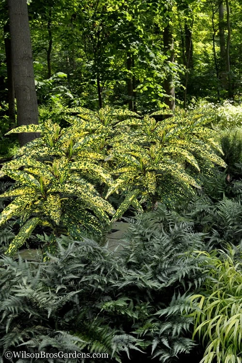 Hosoba Hoshifu Variegated Aucuba (Japanese Laurel) - 3 Gallon Pot Hosoba Hoshifu Variegated Aucuba (Japanese Laurel) - 3 Gallon Pot -Garden Plant Shop Aucuba Hosoba Hoshifu