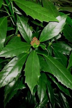 Sawtoothed Aucuba Serratifolia - 1 Gallon Pot 5 Sawtoothed Aucuba Serratifolia - 1 Gallon Pot -Garden Plant Shop Aucuba Sawthooth 2
