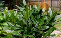 Sawtoothed Aucuba Serratifolia - 3 Gallon Pot 3 Sawtoothed Aucuba Serratifolia - 3 Gallon Pot -Garden Plant Shop Aucuba Sawtoothed 3