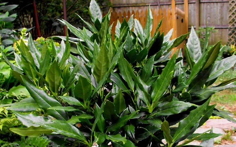 Sawtoothed Aucuba Serratifolia - 3 Gallon Pot Sawtoothed Aucuba Serratifolia - 3 Gallon Pot -Garden Plant Shop Aucuba Sawtoothed 3