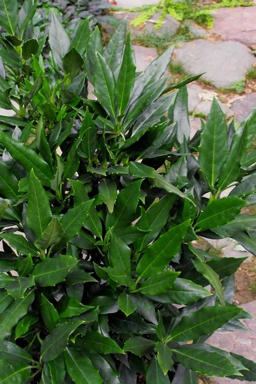 Sawtoothed Aucuba Serratifolia - 1 Gallon Pot Sawtoothed Aucuba Serratifolia - 1 Gallon Pot -Garden Plant Shop Aucuba Serratifolia Sawtooth 500x750 3