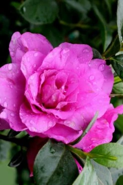 Amelia Rose Azalea - 3 Gallon Pot -Garden Plant Shop Azalea Amelia Rose 3