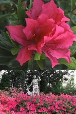 Brilliant Southern Indica Azalea - 1 Gallon Pot -Garden Plant Shop Azalea Brilliant 500x700 1