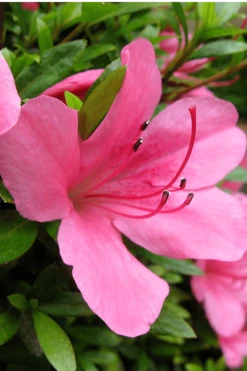 Chinzan Dwarf Azalea - 6 Pack Of 1 Gallon Pots -Garden Plant Shop Azalea Chinzan 500x750 2