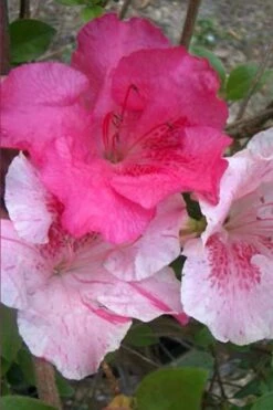 Conversation Piece Azalea - 1 Gallon Pot -Garden Plant Shop Azalea Conversation Piece 10