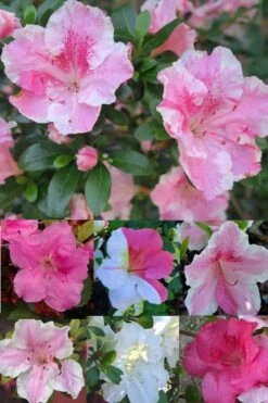 Conversation Piece Azalea - 1 Gallon Pot -Garden Plant Shop Azalea Conversation Piece 2 500x750 1