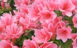 Coral Bells Azalea - 2 Gallon Pot -Garden Plant Shop Azalea Coral Bells 1