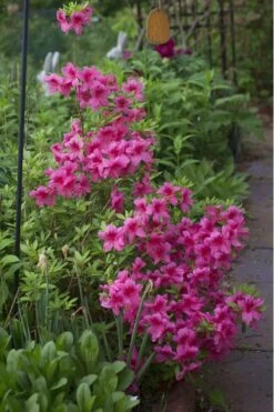 Orchid Showers Deja Bloom Azalea - 1 Gallon Pot -Garden Plant Shop Azalea Deja Bloom Orchid Showers 5