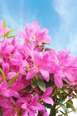 Pink Ribbons Deja Bloom Azalea - 1 Gallon Pot 3 Pink Ribbons Deja Bloom Azalea - 1 Gallon Pot -Garden Plant Shop Azalea Deja Bloom Pink Ribbons 4