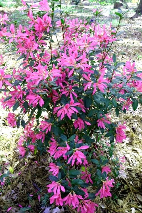 Pink Ribbons Deja Bloom Azalea - 1 Gallon Pot Pink Ribbons Deja Bloom Azalea - 1 Gallon Pot -Garden Plant Shop Azalea Deja Bloom Pink Ribbons 7