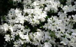 Delaware Valley White Azalea - 6 Pack Of 1 Gallon Pots -Garden Plant Shop Azalea Deleware Valley White Bloom 1