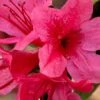 Autumn Cheer Encore Azalea - 1 Gallon Pot