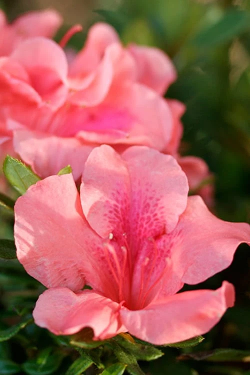 Autumn Coral Encore Azalea - 1 Gallon Pot Autumn Coral Encore Azalea - 1 Gallon Pot -Garden Plant Shop Azalea Encore Autumn Coral