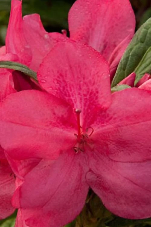 Autumn Jewel Encore Azalea - 1 Gallon Pot Autumn Jewel Encore Azalea - 1 Gallon Pot -Garden Plant Shop Azalea Encore Autumn Jewel 1