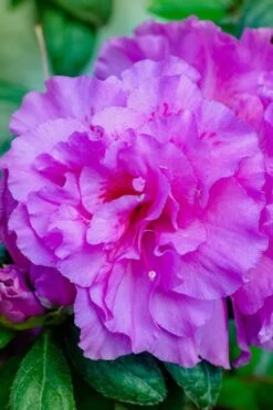 Autumn Majesty Encore Azalea - 6 Pack Of 1 Gallon Pots 4 Autumn Majesty Encore Azalea - 6 Pack Of 1 Gallon Pots -Garden Plant Shop Azalea Encore Autumn Majesty 12