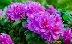 Autumn Majesty Encore Azalea - 6 Pack Of 1 Gallon Pots 3 Autumn Majesty Encore Azalea - 6 Pack Of 1 Gallon Pots -Garden Plant Shop Azalea Encore Autumn Majesty 13