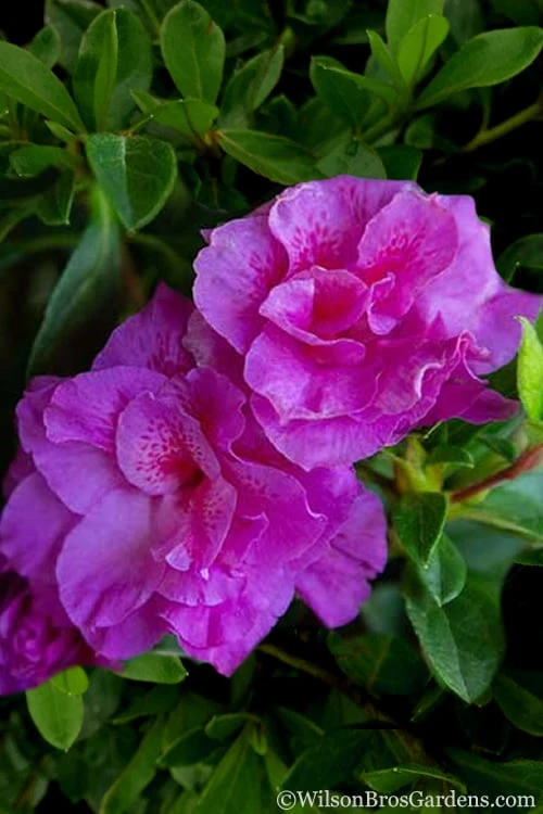 Autumn Majesty Encore Azalea - 3 Gallon Pot Autumn Majesty Encore Azalea - 3 Gallon Pot -Garden Plant Shop Azalea Encore Autumn Majesty 5 1