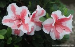 Autumn Starburst Encore Azalea - 6 Pack Of 1 Gallon Pots -Garden Plant Shop Azalea Encore Autumn Starburst 2 1
