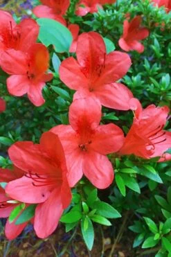 Flame Creeper Dwarf Spreading Azalea - 3 Gallon Pot -Garden Plant Shop Azalea Flame Creeper 11 1