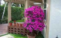 Formosa Southern Indica Azalea - 1 Gallon Pot -Garden Plant Shop Azalea Formosa Container 2