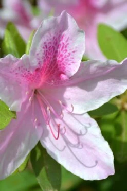 George L. Taber Southern Indica Azalea - 1 Gallon Pot