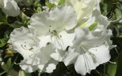 Girard's Pleasant White Azalea - 1 Gallon Pot 3 Girard's Pleasant White Azalea - 1 Gallon Pot -Garden Plant Shop Azalea Girards Pleasant White