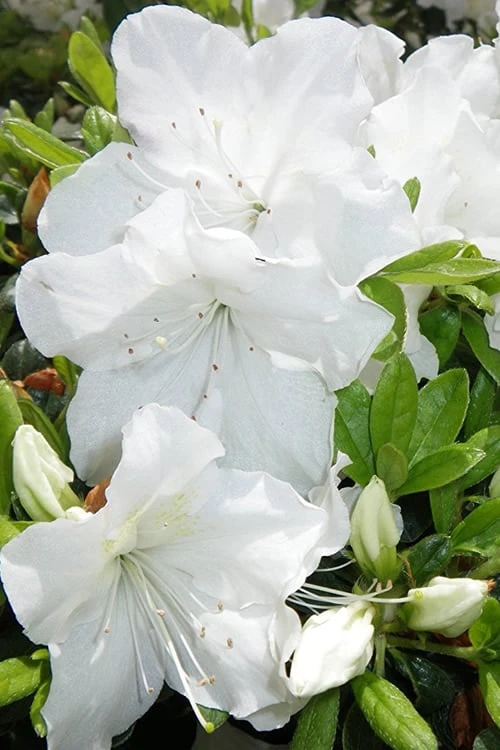 Girard's Pleasant White Azalea - 1 Gallon Pot Girard's Pleasant White Azalea - 1 Gallon Pot -Garden Plant Shop Azalea Girards Pleasant White 500x750 1