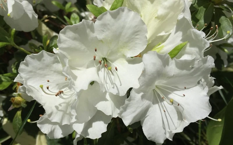 Girard's Pleasant White Azalea - 1 Gallon Pot Girard's Pleasant White Azalea - 1 Gallon Pot -Garden Plant Shop Azalea Girards Pleasant White