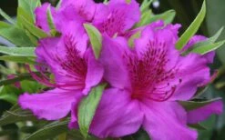 Herbert Azalea - 6 Pack Of 1 Gallon Pots 3 Herbert Azalea - 6 Pack Of 1 Gallon Pots -Garden Plant Shop Azalea Herbert 2