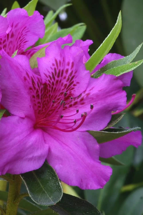 Herbert Azalea - 6 Pack of 1 Gallon Pots Herbert Azalea - 6 Pack Of 1 Gallon Pots -Garden Plant Shop Azalea Herbert 500x750 3